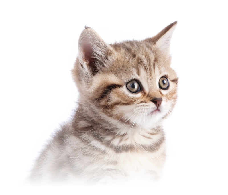 Kitten looking upwards