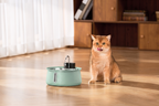 Wireless Water Fountain - Cat beside the mint green fountain